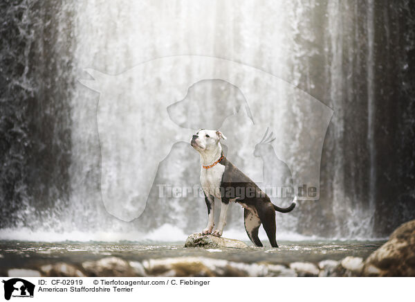 American Staffordshire Terrier / CF-02919