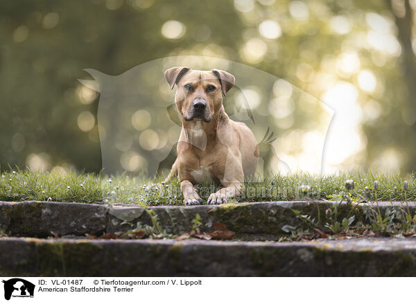 American Staffordshire Terrier / American Staffordshire Terrier / VL-01487