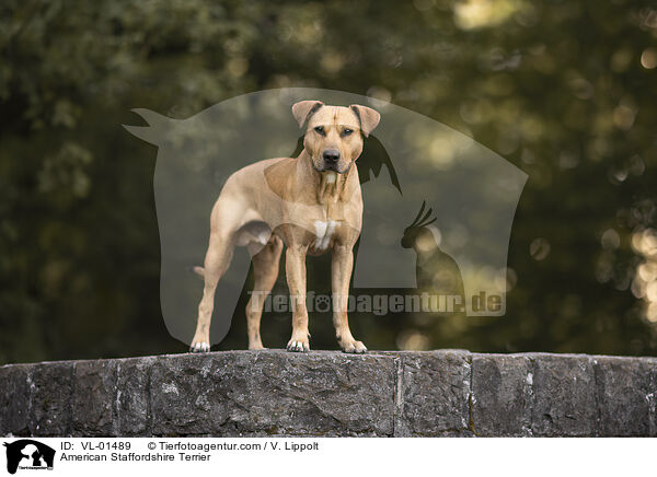 American Staffordshire Terrier / American Staffordshire Terrier / VL-01489