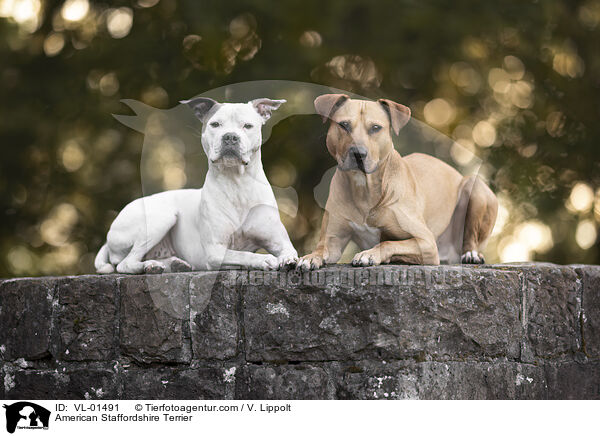 American Staffordshire Terrier / American Staffordshire Terrier / VL-01491