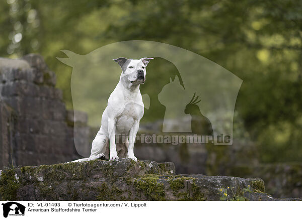 American Staffordshire Terrier / American Staffordshire Terrier / VL-01493
