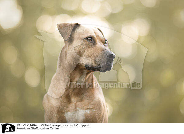 American Staffordshire Terrier / American Staffordshire Terrier / VL-01494