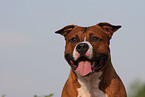 American Staffordshire Terrier Portrait