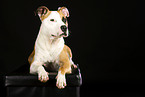 lying American Staffordshire Terrier
