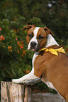American Staffordshire Terrier