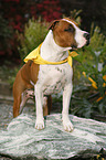 American Staffordshire Terrier