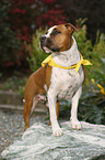 American Staffordshire Terrier