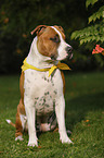 sitting American Staffordshire Terrier
