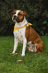 sitting American Staffordshire Terrier