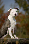 young American Staffordshire Terrier
