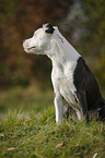 young American Staffordshire Terrier