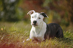 young American Staffordshire Terrier
