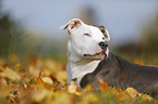 young American Staffordshire Terrier