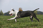 young American Staffordshire Terrier