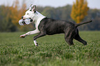 young American Staffordshire Terrier