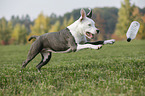 young American Staffordshire Terrier