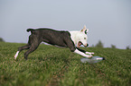 young American Staffordshire Terrier