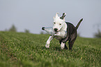 young American Staffordshire Terrier
