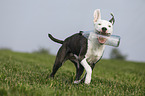 young American Staffordshire Terrier