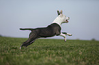 young American Staffordshire Terrier
