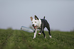 young American Staffordshire Terrier