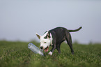 young American Staffordshire Terrier