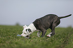 young American Staffordshire Terrier