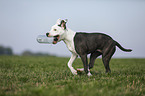 young American Staffordshire Terrier