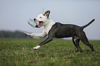 young American Staffordshire Terrier