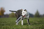 young American Staffordshire Terrier