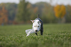 young American Staffordshire Terrier
