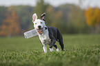 young American Staffordshire Terrier