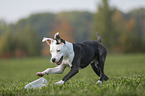 young American Staffordshire Terrier