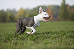 young American Staffordshire Terrier