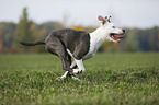 young American Staffordshire Terrier