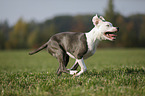 young American Staffordshire Terrier