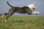 young American Staffordshire Terrier