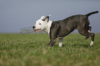 young American Staffordshire Terrier