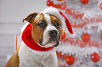 American Staffordshire Terrier with santa hat