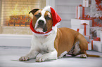 American Staffordshire Terrier with santa hat