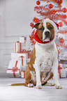 American Staffordshire Terrier with santa hat
