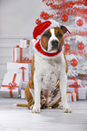American Staffordshire Terrier with santa hat
