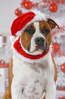 American Staffordshire Terrier with santa hat