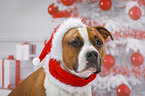 American Staffordshire Terrier with santa hat
