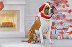 American Staffordshire Terrier with santa hat