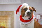 American Staffordshire Terrier with santa hat