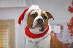 American Staffordshire Terrier with santa hat