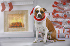 American Staffordshire Terrier with santa hat