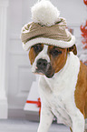 American Staffordshire Terrier Portrait