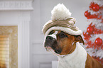 American Staffordshire Terrier Portrait